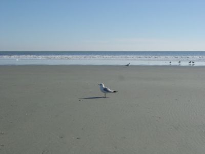 Seagull at Folly Beach

