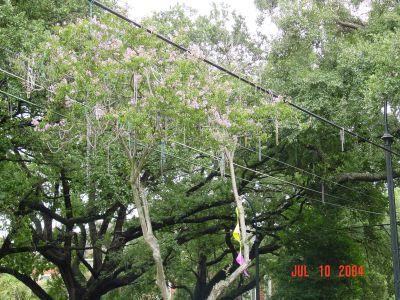 The remnants of Mardi Gras beads on the wires on St. Charles Ave.
