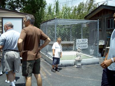 Charlie Layus's grandson checking out the alligator at the swamp tour boarding 
area.
