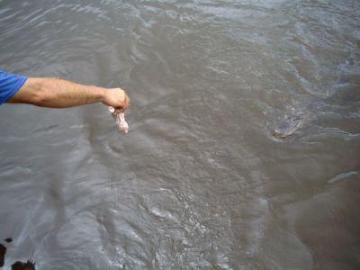 Here alligator...alligator...alligator...come and get it.
